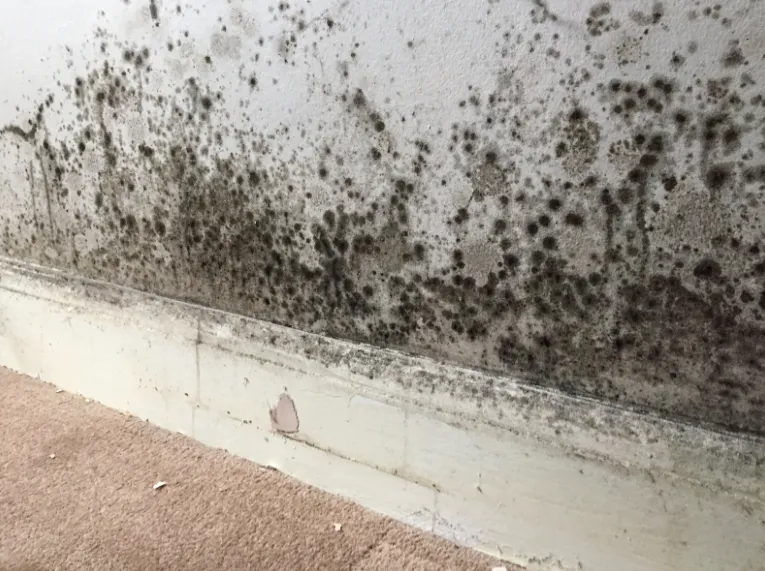 Dunkle Schimmelflecken auf einer Wand oberhalb der Fußleiste